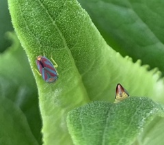 Graphocephala coccinea