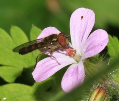 Platycheirus scutatus