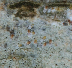 Chionaspis salicis