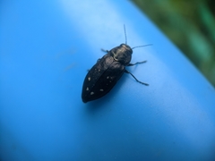 Phaenops fulvoguttata