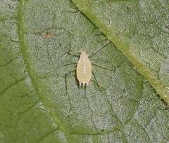 Hyperomyzus lampsanae