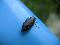 Phaenops fulvoguttata