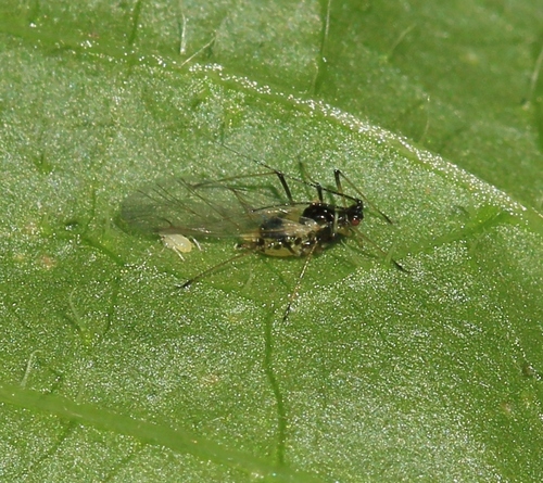 Hyperomyzus lampsanae