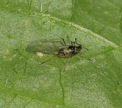 Hyperomyzus lampsanae