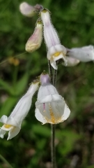 Penstemon pallidus