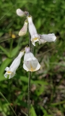 Penstemon pallidus