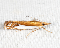 Crambus bidens