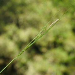 Carex mendocinensis