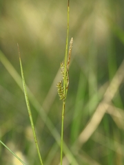 Carex mendocinensis