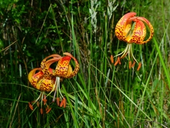 Lilium pardalinum pardalinum