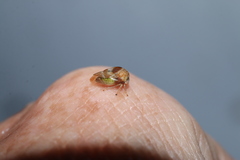 Cyrtolobus vau