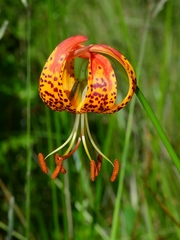 Lilium pardalinum pardalinum