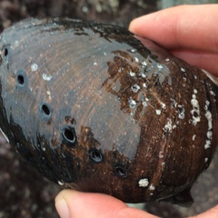 Haliotis cracherodii