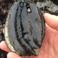 Haliotis cracherodii
