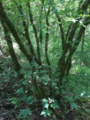 Acer leucoderme
