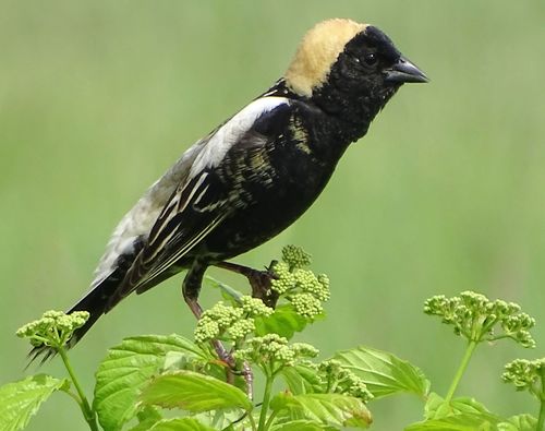 Tordo charlatán (Dolichonyx oryzivorus)