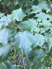 Acer leucoderme