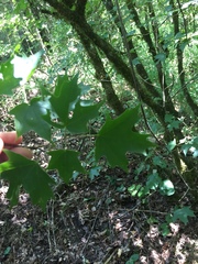 Acer leucoderme