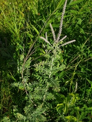 Amorpha canescens