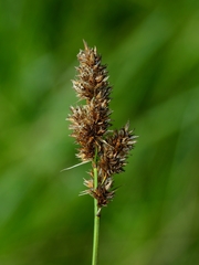 Carex cusickii