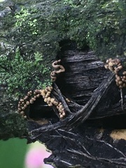 Perichaena