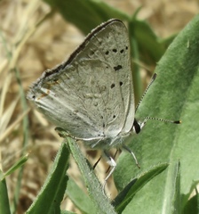 Tharsalea xanthoides