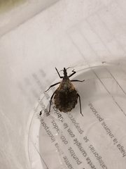 Triatoma gerstaeckeri