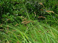 Carex cusickii