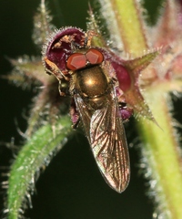 Platycheirus scutatus