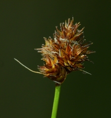 Carex harfordii