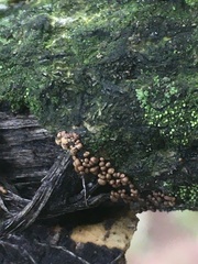 Perichaena