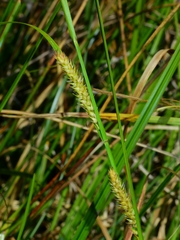 Carex exsiccata