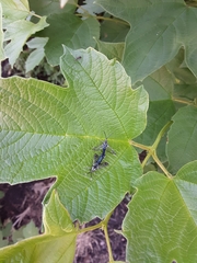 Synanthedon viburni