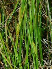Carex exsiccata