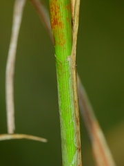 Carex exsiccata