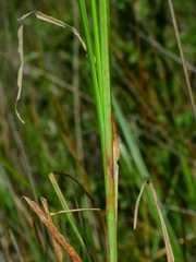 Carex exsiccata