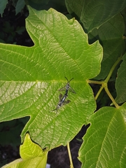 Synanthedon viburni
