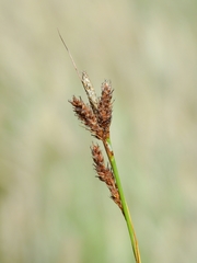 Carex gynodynama