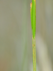 Carex gynodynama