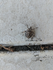 Brochymena affinis