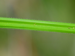 Carex gynodynama