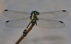 Austroepigomphus praeruptus