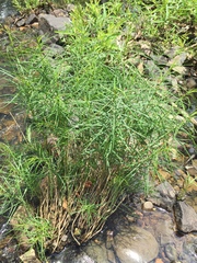 Amsonia hubrichtii