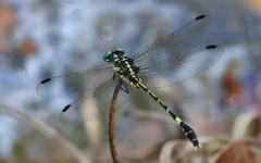 Austroepigomphus praeruptus