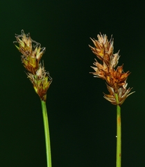 Carex gracilior