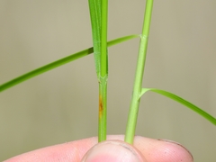 Carex gracilior