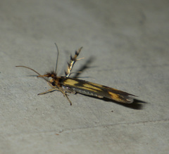 Stathmopoda pedella