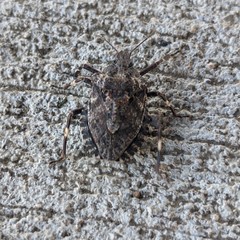Brochymena affinis