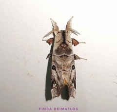 Pantelodes maranhensis