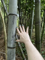 Phyllostachys nigra